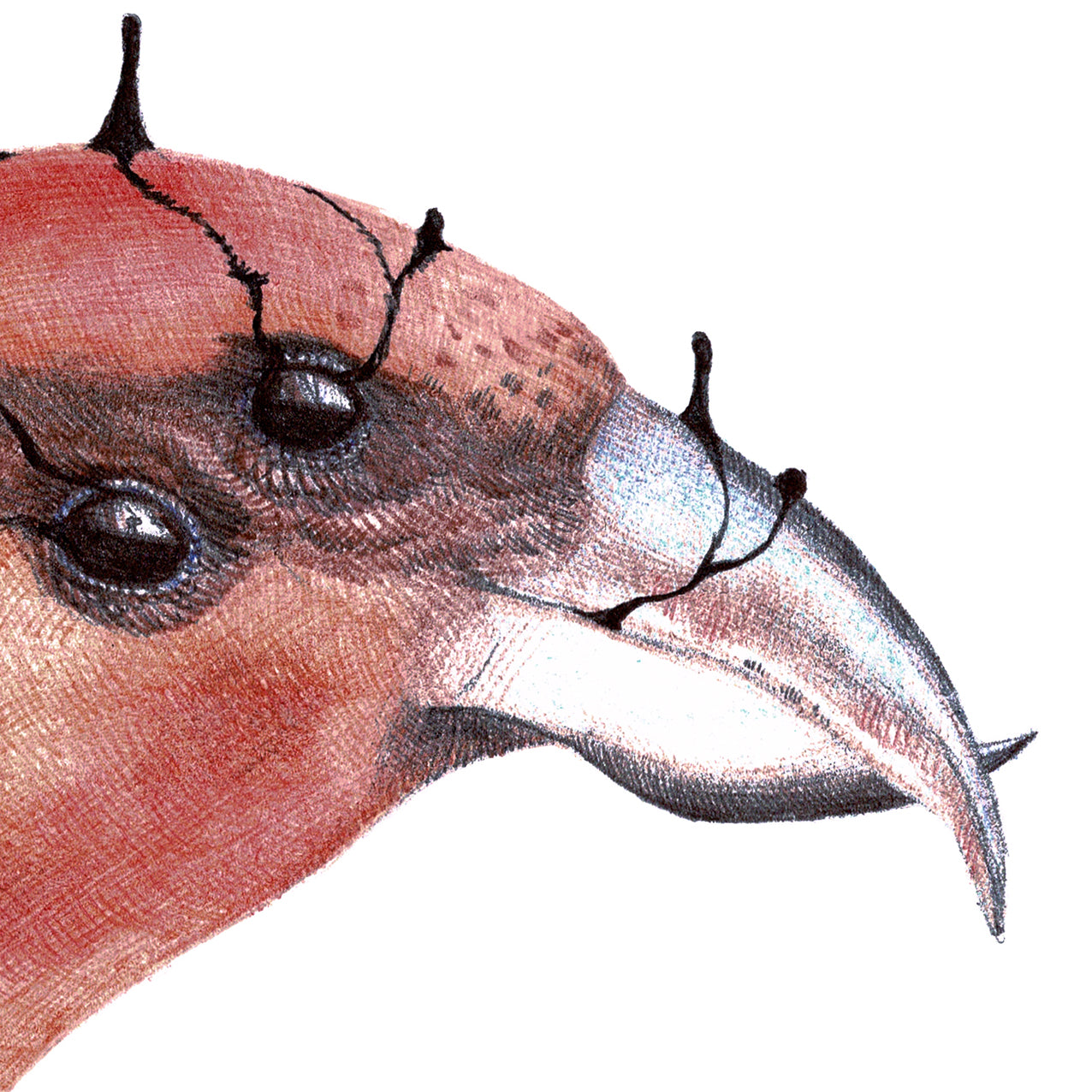 Original artwork "Red crossbill"