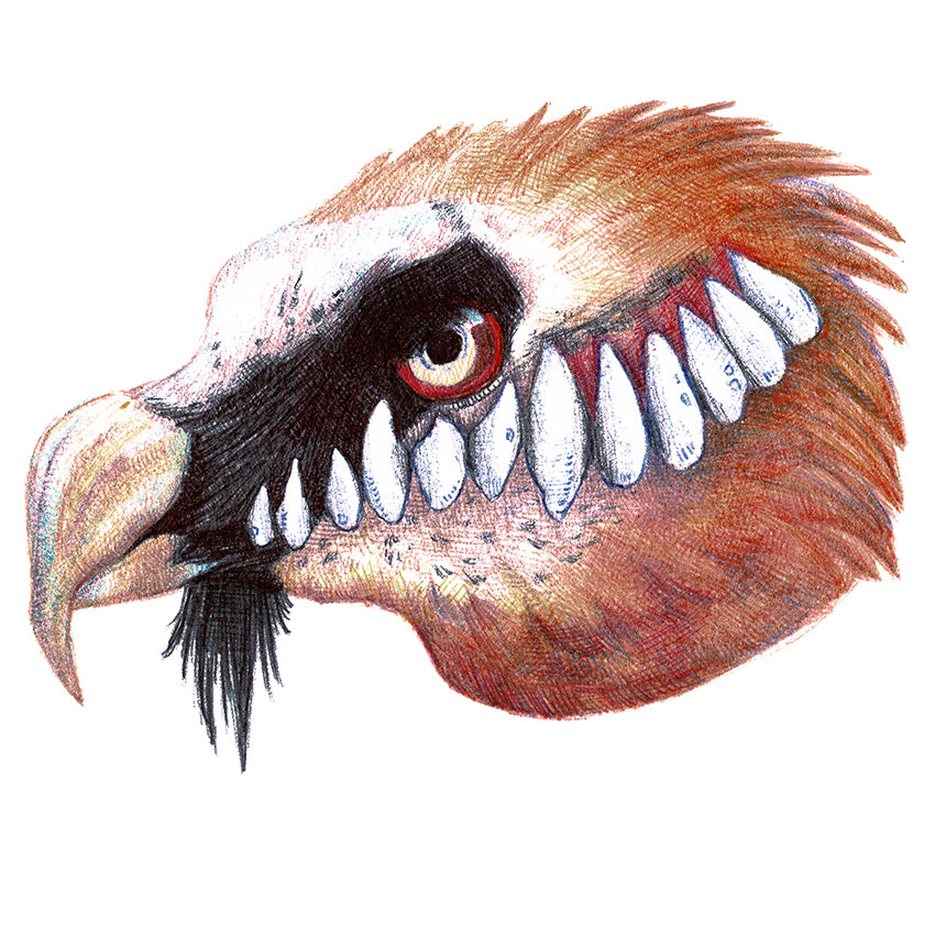 Original artwork "Bearded vulture"